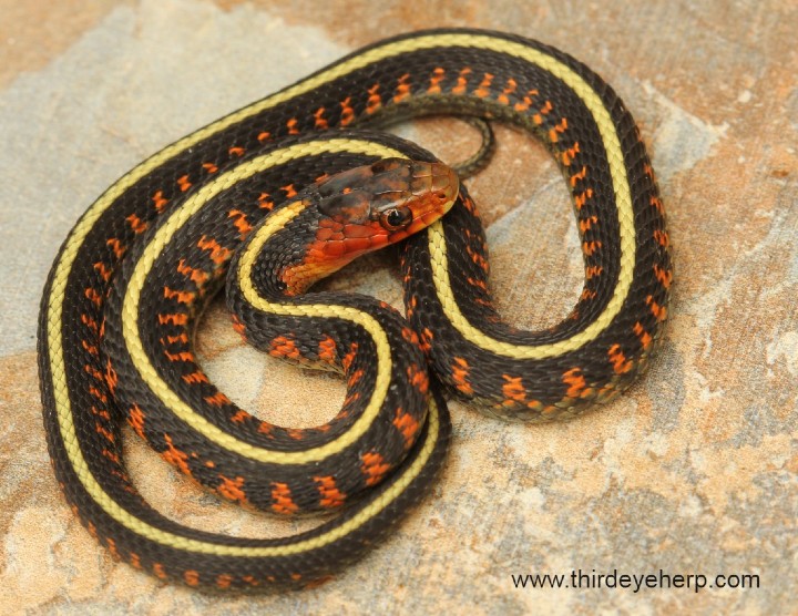 Oregon Red-spotted Garter Snake